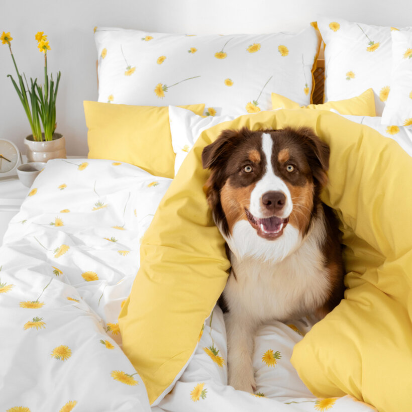 Bettwäsche aus Baumwolle Duo - Löwenzahn mit gelb